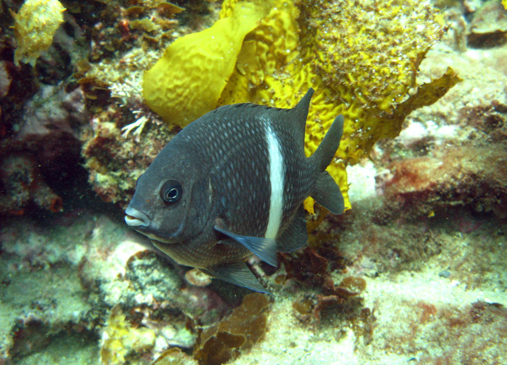 Parma unifasciata